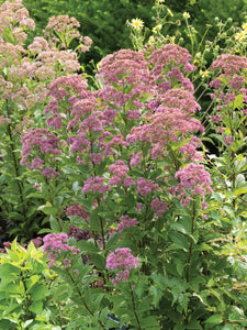 Eupatorium (Dwarf Joe Pye Weed) 'Baby Joe' 2 gallon