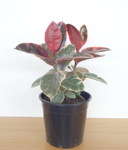 Ficus elastica 'Ruby' 5"
