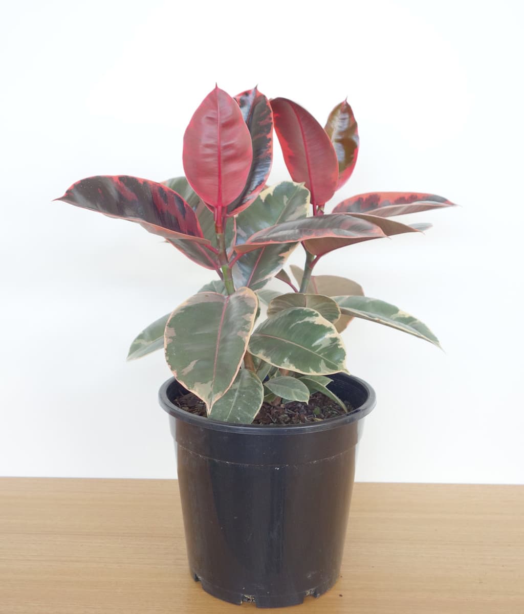 Ficus elastica 'Ruby' 5