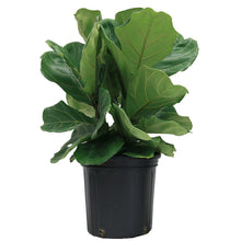 Load image into Gallery viewer, Ficus Lyrata 10&quot;
