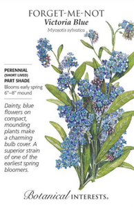 Forget-Me-Not, Victoria Blue