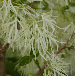 Chionanthus virginicus (White Fringetree) 3 gal