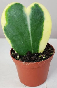 Variegated Heart Leaf Hoya 4"