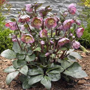 Helleborus Frostkiss 'Penny's Pink' 1.5 gal