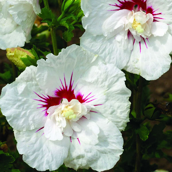 Hibiscus (Rose of Sharon) 'First Editions Bali' 3 gallon