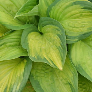 Hosta 'Stained Glass' 1.5 gal
