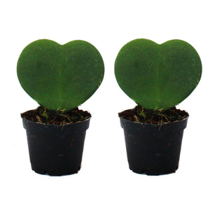 Heart Leaf Hoya 2.5"