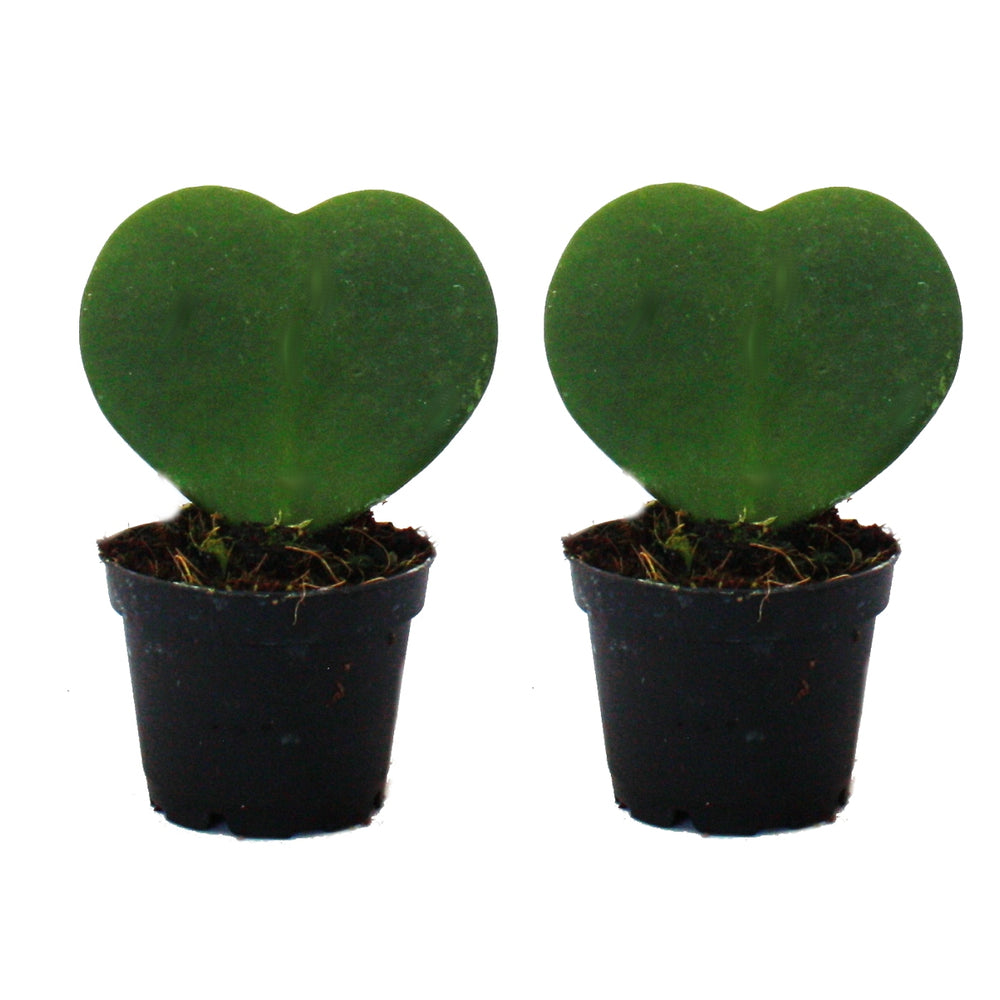 Heart Leaf Hoya 2.5