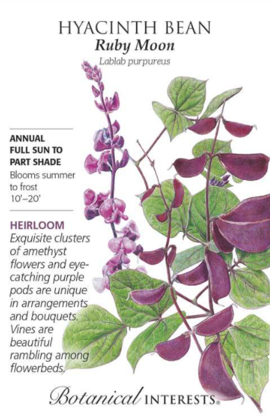 Hyacinth Bean, Ruby Moon