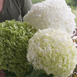 Hydrangea arborescens 'Incrediball' 3 gallon