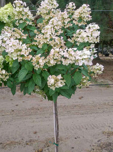 Hydrangea paniculata 'Quick Fire' tree form 10 gallon