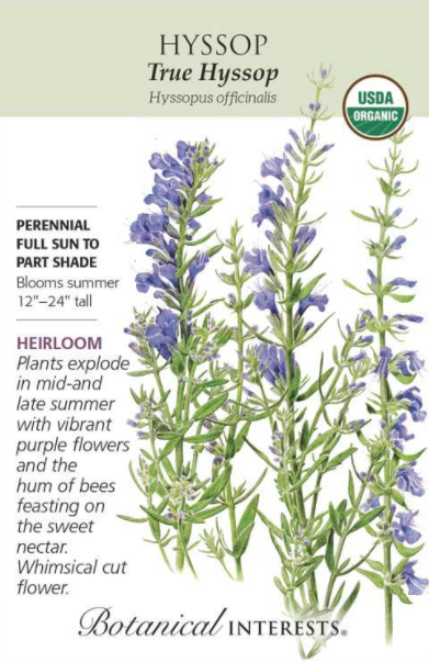 Hyssop, True