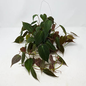 Philodendron Micans 8" Hanging basket