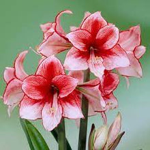 Load image into Gallery viewer, Amaryllis &#39;Charisma&#39; bulb
