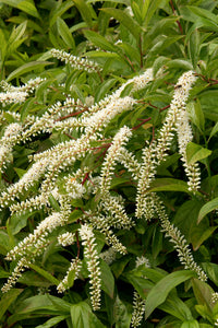 Itea 'Henry's Garnet' (Virginia Sweetspire) 3 gallon