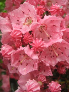 Kalmia (Mountain Laurel) latifolia 'Pink Charm' 3 gal