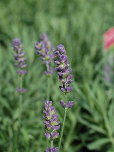 Lavendula (Lavender) 'Hidcote' 1 gal