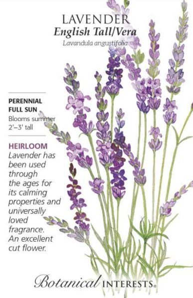 Lavender, Tall English/Vera