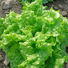 Load image into Gallery viewer, Lettuce 4 pack
