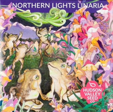 Linaria, Northern Lights