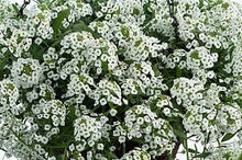 Load image into Gallery viewer, Lobularia Grower&#39;s Choice 4.5&quot;
