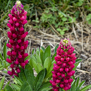 Lupinus (Lupine) polyphyllus Mini Gallery™ Red 2 gal