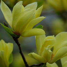 Load image into Gallery viewer, Magnolia x &#39;Butterlies&#39; (Yellow Magnolia) 15 gallon
