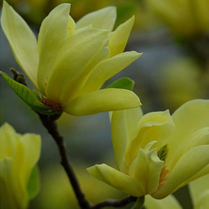 Magnolia x 'Butterlies' (Yellow Magnolia) 15 gallon