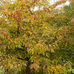 Malus (Crabapple) 'Sugar Tyme' 15 gal