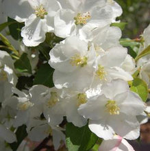 Load image into Gallery viewer, Malus (Crabapple) &#39;Sugar Tyme&#39; 15 gal
