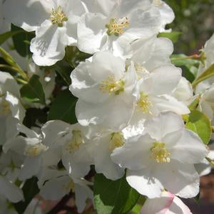 Malus (Crabapple) 'Sugar Tyme' 15 gal