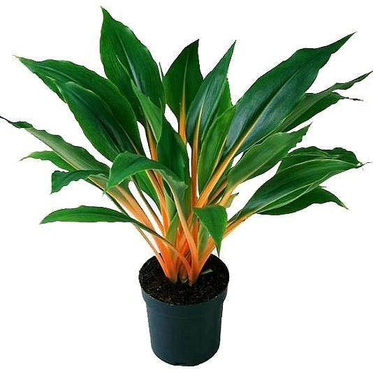 orange mandarin spider plant Chlorophytum Mandarin Orange