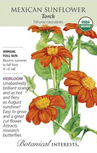 Mexican Sunflower, Torch