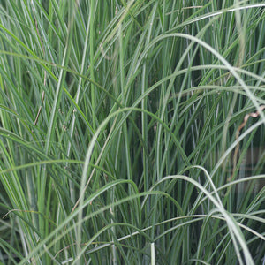 Miscanthus (Maiden Grass) sinensis 'Gracillimus' 3 gal