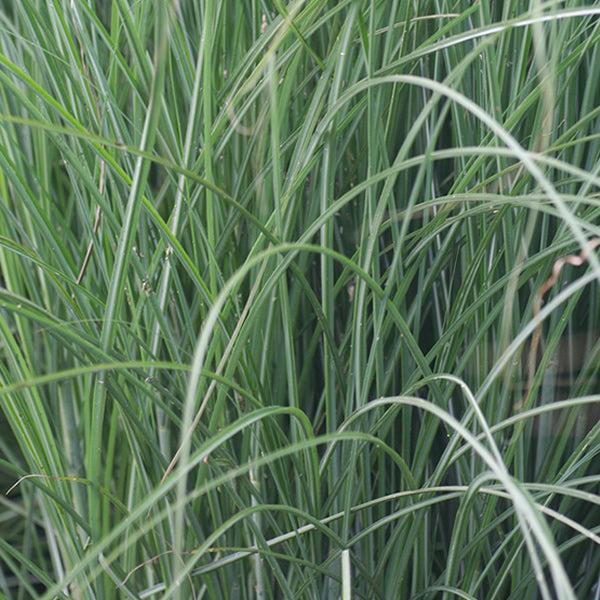 Miscanthus (Maiden Grass) sinensis 'Gracillimus' 3 gal