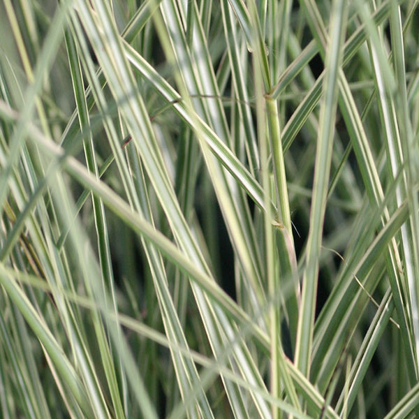 Miscanthus (Silver Maiden Grass) sinensis 3 gal