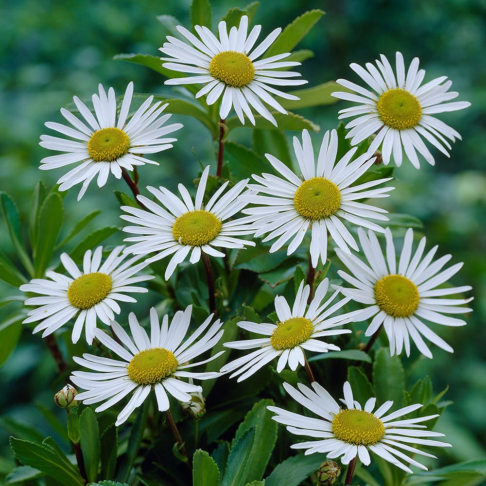Nipponanthemum (Montauk Daisy) 9