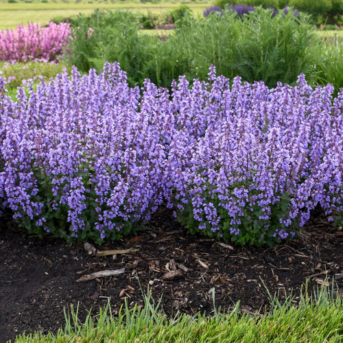 Nepeta (Catmint) 'Cat's Pajamas' 1 gallon