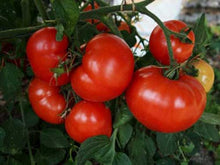 Load image into Gallery viewer, Tomato - Beefsteak
