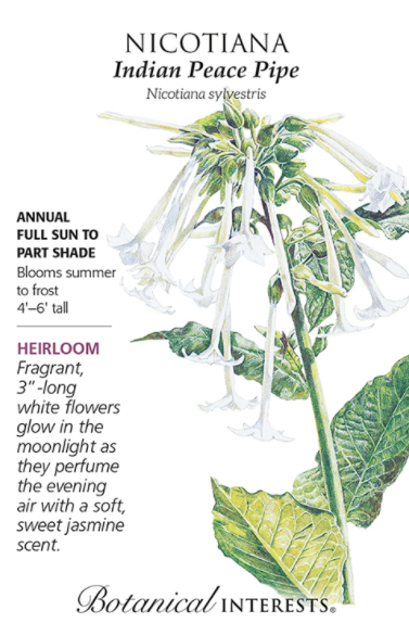 Nicotiana, Indian Peace Pipe