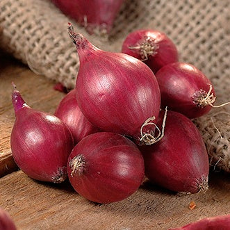 Onion, Red Karmen