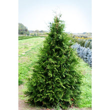 Load image into Gallery viewer, Thuja plicata &#39;Green Giant&#39; (Green Giant Arborvitae) 4-5&#39;
