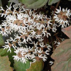 Pachysandra procumbrens 1 gal