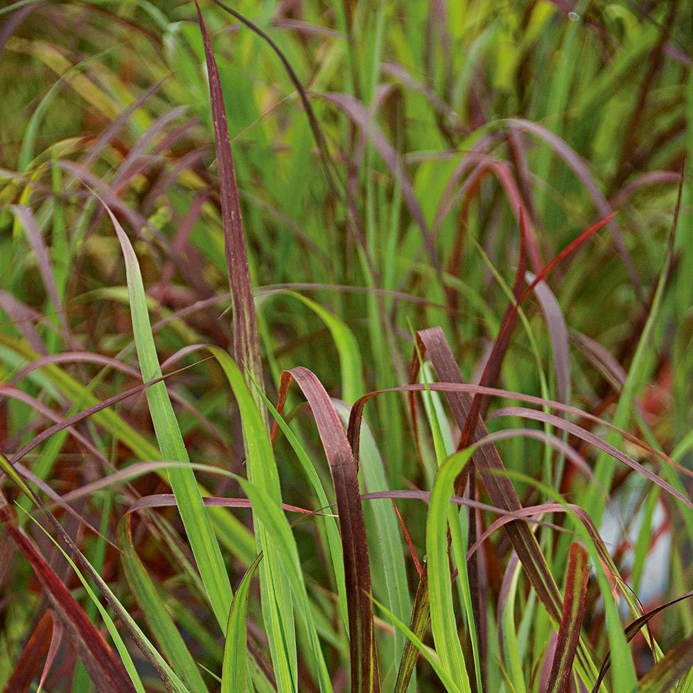 Panicum virgatum 'Ruby Ribbons' (Switch Grass) 3 gallon