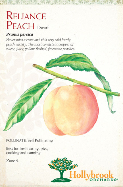 Peach, Reliance 7 gal