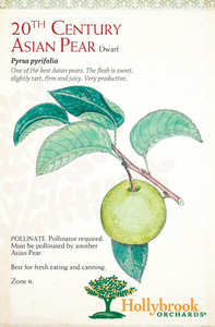 Pear, 20th Century