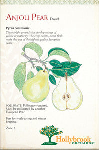 Pear, Anjou dwarf 7 gallon