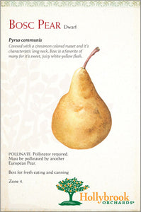 Pear, Golden Russett Bosc dwarf 7 gal