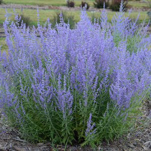 Perovskia atriplicifolia (Russian Sage) 'Blue Jean Baby'