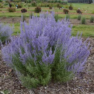 Perovskia atriplicifolia (Russian Sage) 'Denim N Lace' 2 gallon